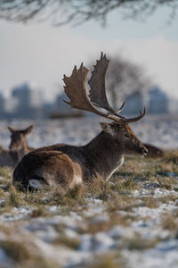 Deer resting on land during winter