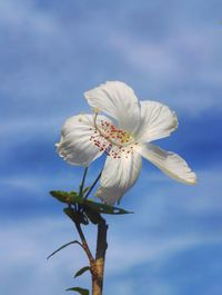 Close-up of fresh white flower blooming against sky