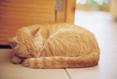 Close-up of cat sleeping