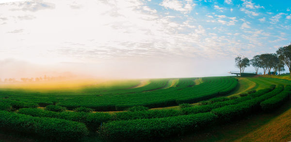 Scenic view of agricultural field against sky