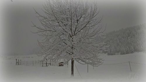 Bare tree in snow