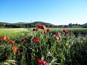 Red poppies on field against clear sky