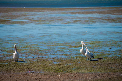 Seagulls on beach