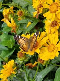 Close-up of butterfly perching on yellow flowers