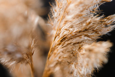 Close-up of stalks in field