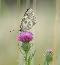 Butterfly on pink flower