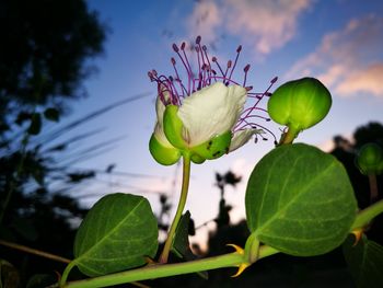 Close-up of purple flowering plant against sky