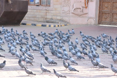 Pigeons perching in a building