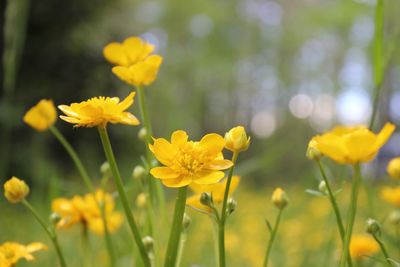 Close-up of yellow flowering plant on field