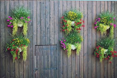 Flower pot plants on wooden fence