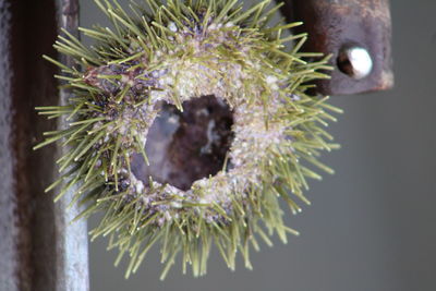 Close-up of succulent plant