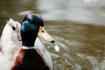 Close-up of mallard duck