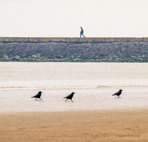 Seagulls on beach