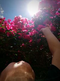 Midsection of person by pink flowering plants against trees