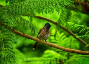 Bird perching on a branch