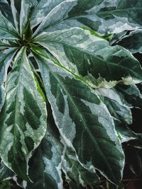 Close-up of leaves on plant