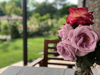 Close-up of pink rose flower