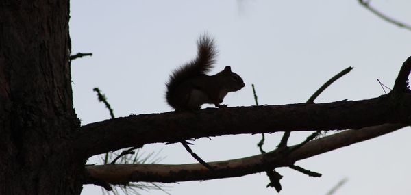 Low angle view of bird perching on tree