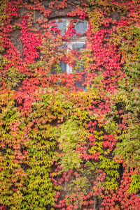 Red flowering plants and trees during autumn