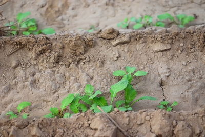 High angle view of plant growing on field