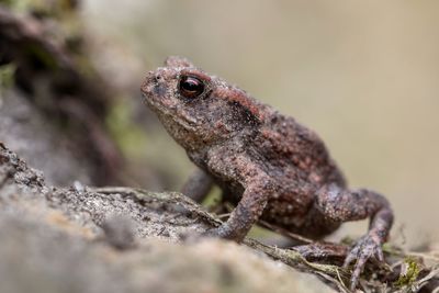 Close-up of a lizard on rock