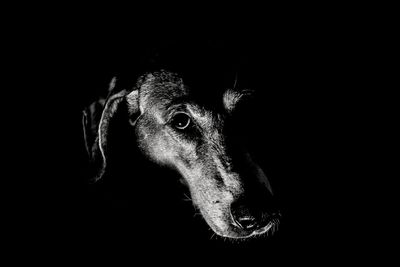 Close-up of dog against black background