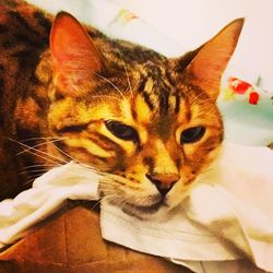 Close-up portrait of cat