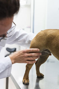 Veterinarian examining french bulldog leg at clinic