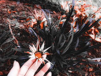 Close-up of hand holding flower