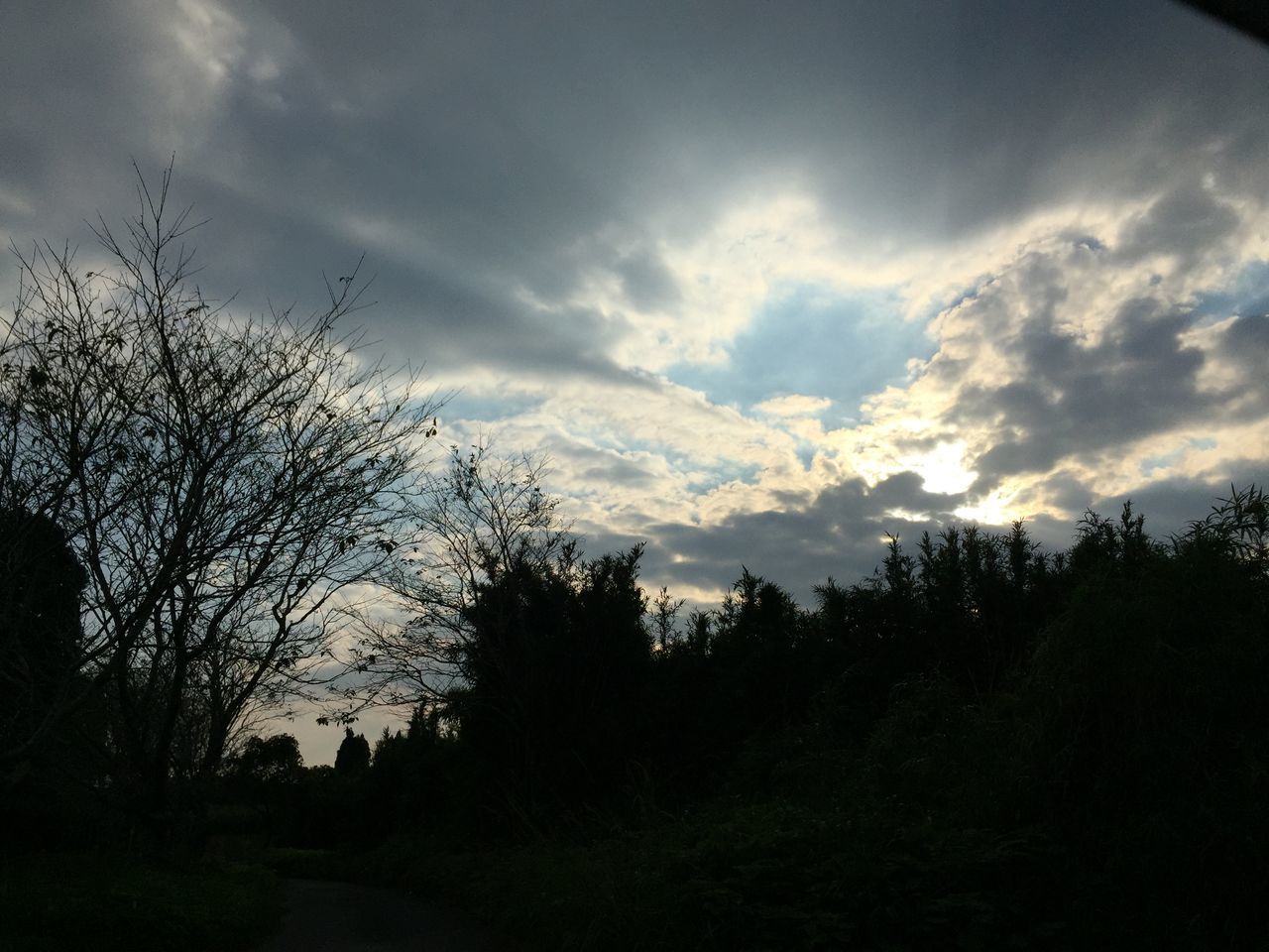 silhouette, tree, sky, tranquility, tranquil scene, cloud - sky, scenics, beauty in nature, nature, cloudy, landscape, cloud, dusk, dark, field, growth, outdoors, low angle view, idyllic, non-urban scene