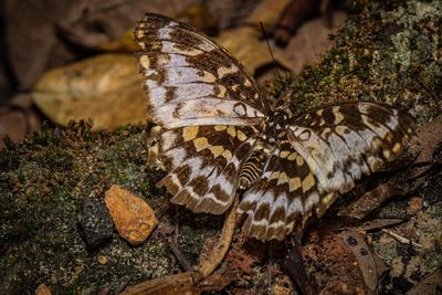 High angle view of butterfly on plant