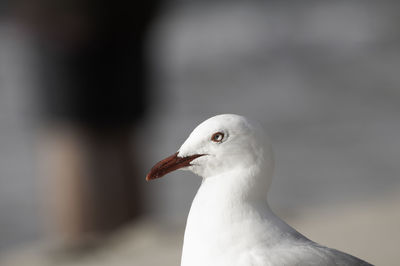 Close-up of seagull