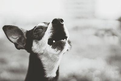 Close-up of dog barking