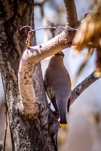 Low angle view of bird perching on tree