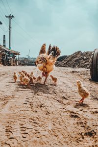 Flock of birds on land