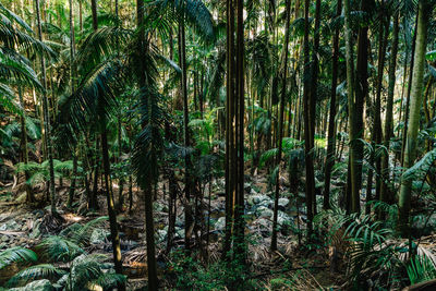 Bamboo trees in forest