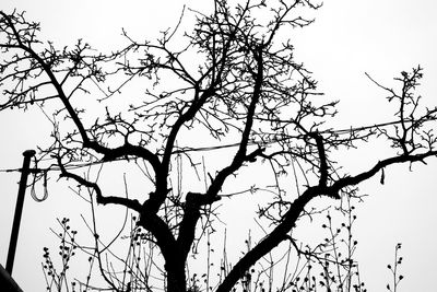Low angle view of bare trees against sky