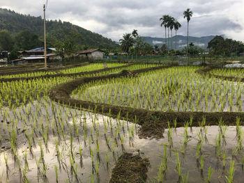 Scenic view of rice field