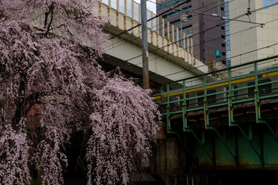 Flower trees against building