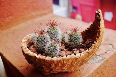 High angle view of cactus on table