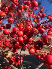 Close-up of berries growing on branches