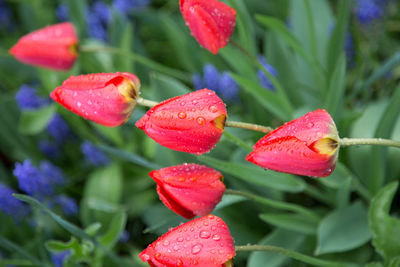 Close-up of wet red flowers