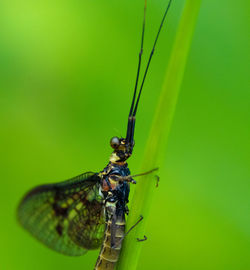 Close-up of dragonfly on green leaf