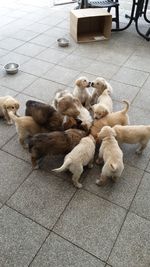 High angle view of puppies on footpath