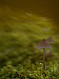 Close-up of mushroom growing in moss