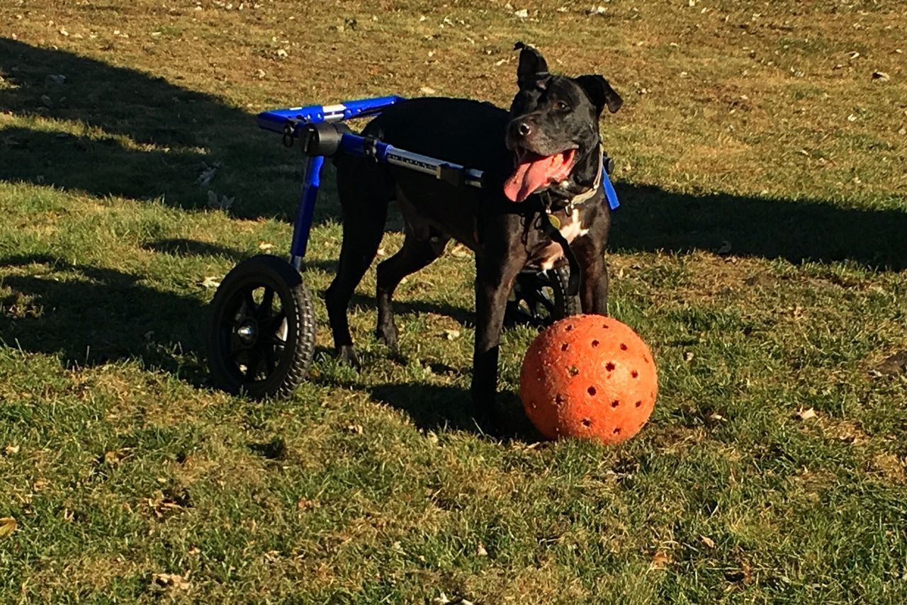 VIEW OF DOG ON GRASSY FIELD