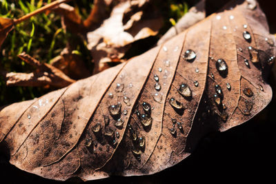 Close-up of raindrops on dry leaves