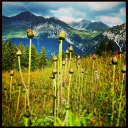 Scenic view of field and mountains against sky