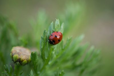 Close-up of ladybug on plant