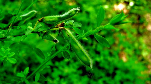 Close-up of insect on plant